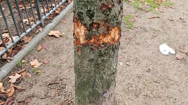 பரிஸ் : €400,000 யூரோக்கள் பெறுமதியுள்ள மரங்கள் சேதம்!!